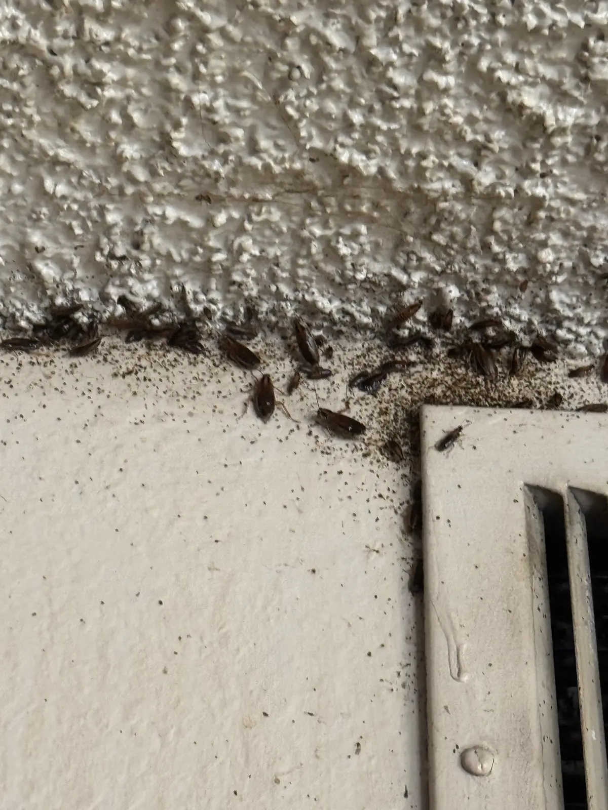 German cockroaches clustered along a wall seam next to an air vent